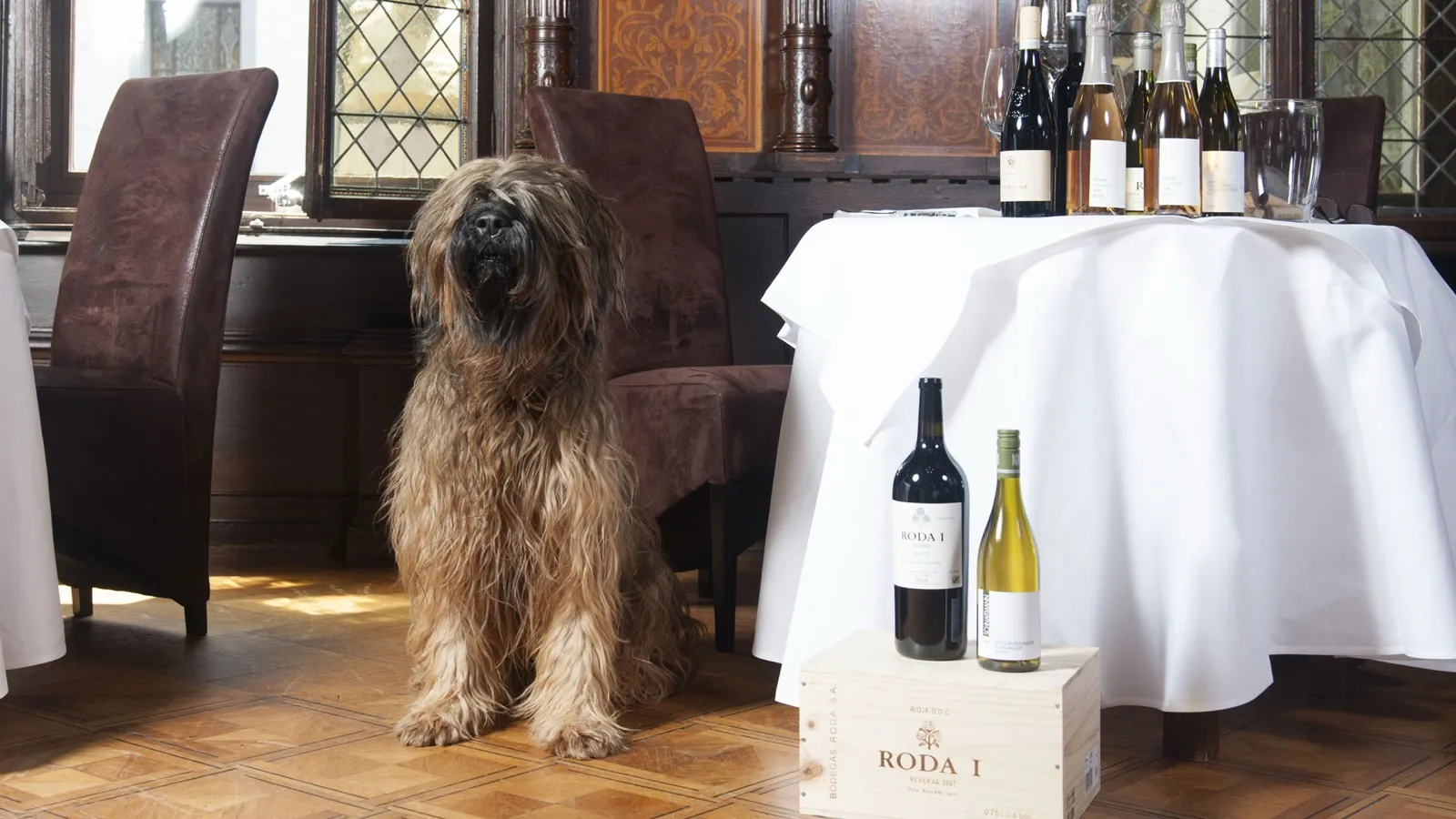 Der Hund des Hauses sitzt neben einem Tisch mit Weinflaschen