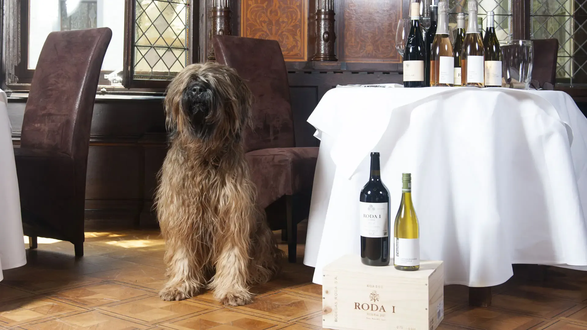 Der Hund des Hauses neben einem Tisch mit Weinflaschen
